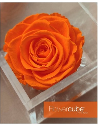 Flowercube Rosa 6x6 Packaging Naranja Regalo Floral Preservado Decoración
