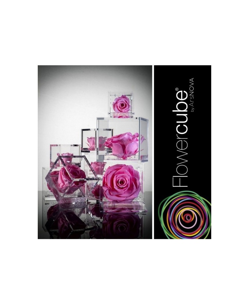 Flowercube Rosa 6x6 Packaging Rosa Regalo Floral Elegante y Duradero