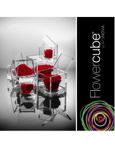 Flowercube Rosa 6x6 con Packaging Rojo Regalo Floral Elegante y Sofisticado 2