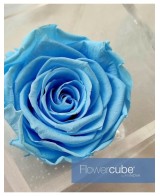 Flowercube Rosa 6x6 Packaging Azul Cielo Regalo Floral Elegante