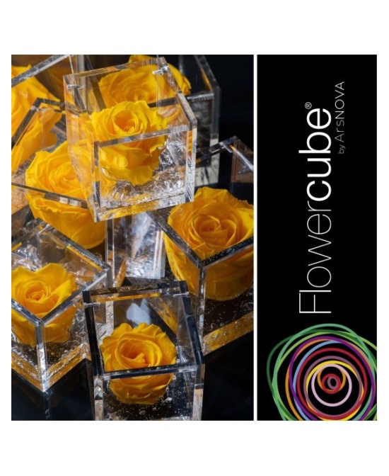 Flowercube Rosa 8x8 con Packaging Amarillo Regalo Floral Duradero