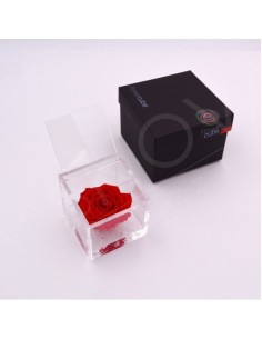 Flowercube Rosa 8x8 con Packaging Rojo | Rosa Preservada Elegante | Endanea Garden
