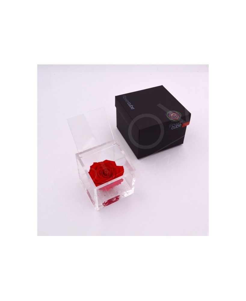 Flowercube Rosa 8x8 con Packaging Rojo | Rosa Preservada Elegante | Endanea Garden