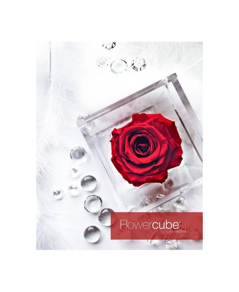Flowercube Rosa 8x8 con Packaging Rojo | Rosa Preservada Elegante | Endanea Garden