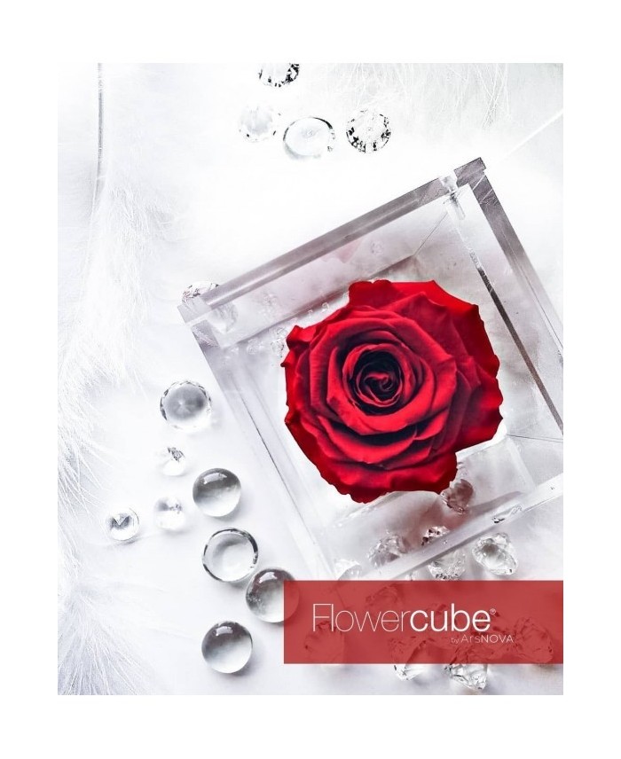 Flowercube Rosa 8x8 con Packaging Rojo | Rosa Preservada Elegante | Endanea Garden