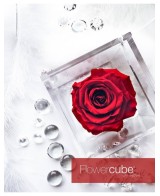 Flowercube Rosa 8x8 con Packaging Rojo | Rosa Preservada Elegante | Endanea Garden