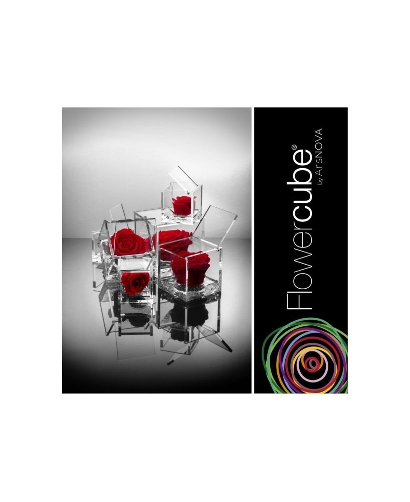 Flowercube Rosa 8x8 con Packaging Rojo | Rosa Preservada Elegante | Endanea Garden