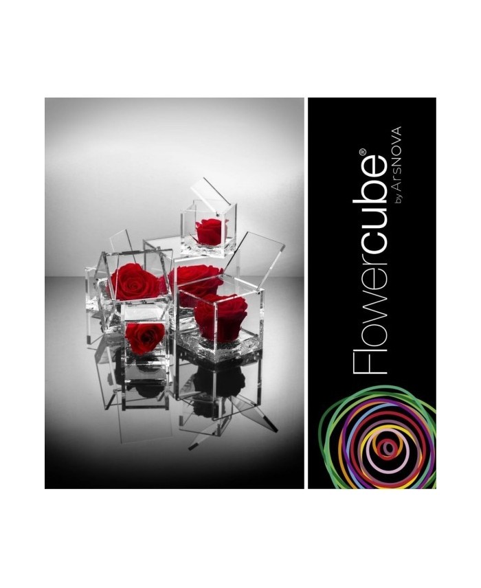 Flowercube Rosa 8x8 con Packaging Rojo | Rosa Preservada Elegante | Endanea Garden