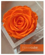 Flowercube Rosa 10x10 Packaging Naranja Regalo Floral Elegante