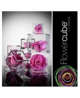 Flowercube Rosa 10x10 Packaging Rosa Regalo Floral Elegante y Duradero