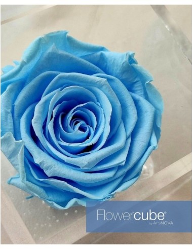 Flowercube Rosa 10x10 Packaging Azul Claro Regalo Elegante Flores Preservadas