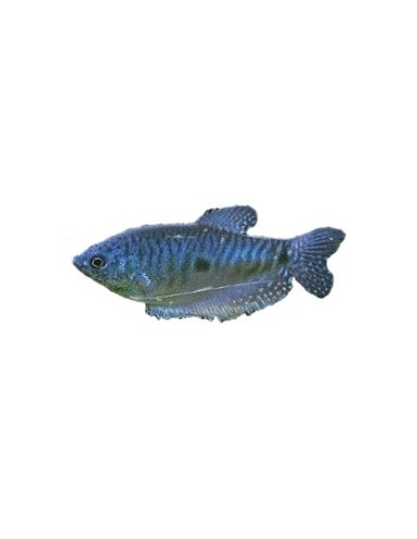 TRICHOGASTER TRICHOPTERUS SUMATRA