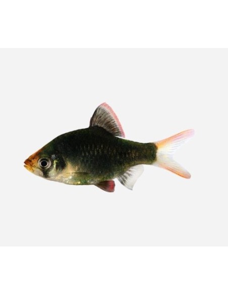 BARBUS/PUNTIUS TETRAZONA GREEN 2