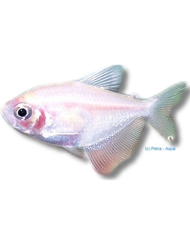 GYMNOCORYMBUS TERNETZI GOLD 2-3CM