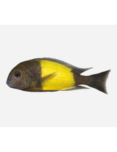 TROPHEUS MOORII BANDA AMARILLA 3.5-4CM