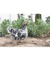 Malla Cuadra Galvanizada 0.5x10m 13mm para Jardín Huerto y Construcción