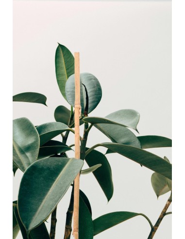 Tutor de Bambú 120x10/12 mm 4 unds soporte plantas jardines huertos macetas