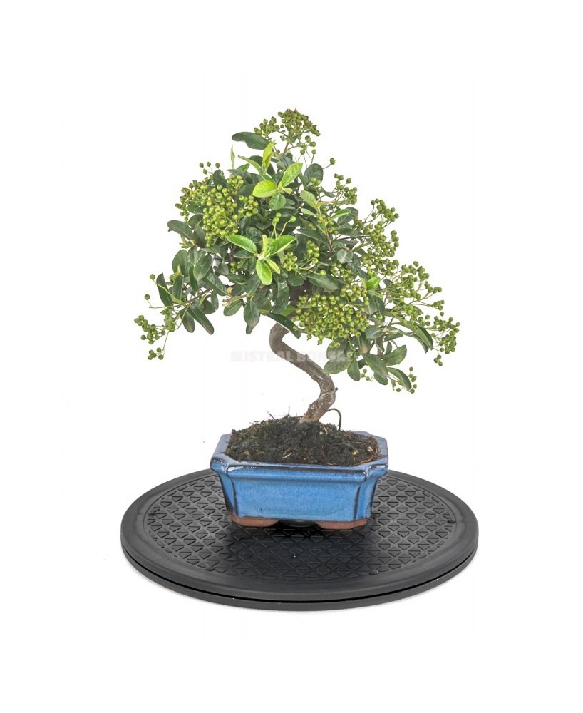 Torno Redondo 300 mm Mistral | Herramienta Precisa para Bonsáis y Jardinería | Endanea Garden