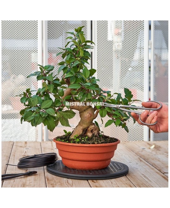 Torno Redondo 300 mm Mistral | Herramienta Precisa para Bonsáis y Jardinería | Endanea Garden
