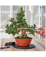 Torno Redondo 300 mm Mistral | Herramienta Precisa para Bonsáis y Jardinería | Endanea Garden