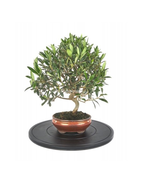 Torno Redondo 400 mm Mistral para Bonsáis Jardinería y Manualidades