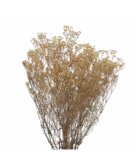 Gypsófila Crema 40/60 Planta Ornamental para Jardín Terraza y Macetero