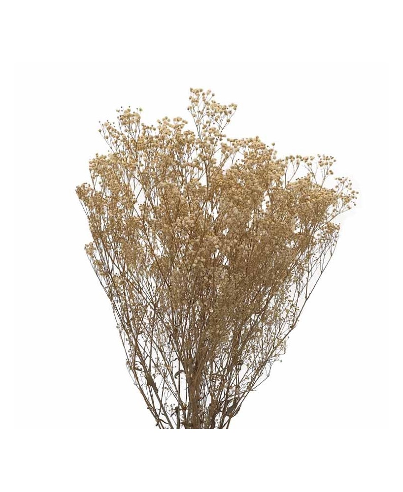 Gypsófila Crema 40/60 Planta Ornamental para Jardín Terraza y Macetero