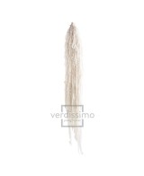 Amaranthus Dijon Oro 40/70 Planta Ornamental Dorada para Jardín y Terraza