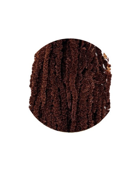 Planta AMA/4924 ornamental de fácil mantenimiento para jardín terraza e interiores