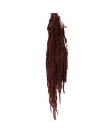 Planta AMA/4924 ornamental de fácil mantenimiento para jardín terraza e interiores