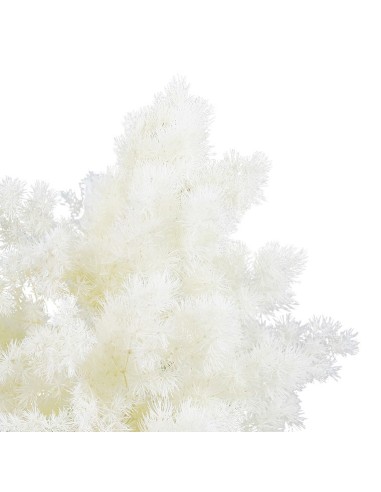 Ming Fern Blanco 30/50 Planta Ornamental Elegante y Fácil de Cuidar