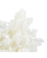 Ming Fern Blanco 30/50 Planta Ornamental Elegante y Fácil de Cuidar