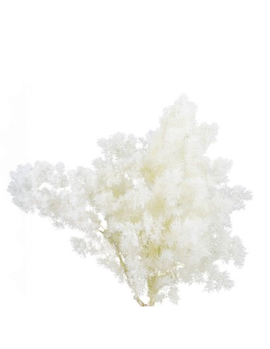 Ming Fern Blanco 30/50 Planta Ornamental Elegante y Fácil de Cuidar