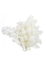 Ming Fern Blanco 30/50 Planta Ornamental Elegante y Fácil de Cuidar