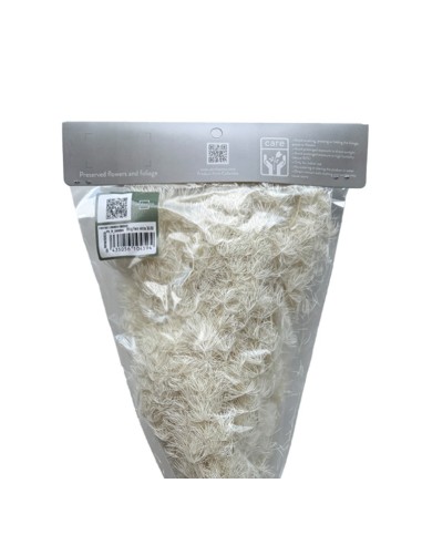 Ming Fern Blanco 30/50 Planta Ornamental Elegante y Fácil de Cuidar