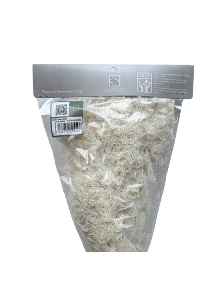 Ming Fern Blanco 30/50 Planta Ornamental Elegante y Fácil de Cuidar