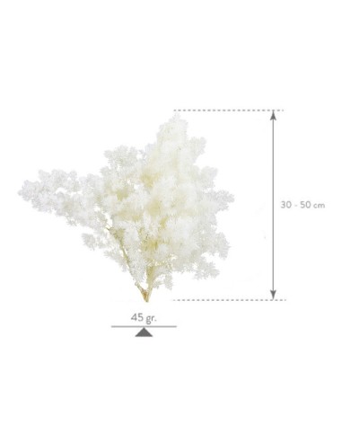 Ming Fern Blanco 30/50 Planta Ornamental Elegante y Fácil de Cuidar