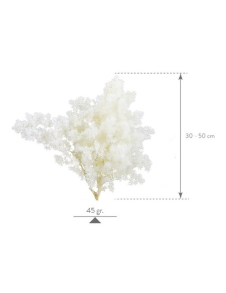 Ming Fern Blanco 30/50 Planta Ornamental Elegante y Fácil de Cuidar