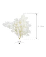 Ming Fern Blanco 30/50 Planta Ornamental Elegante y Fácil de Cuidar