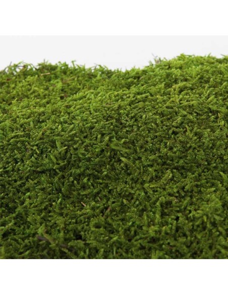 Moss Flat Green Bulk 2.5KG Musgo Natural para Jardinería Decoración Terrarios