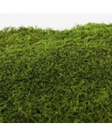 Moss Flat Green Bulk 2.5KG Musgo Natural para Jardinería Decoración Terrarios