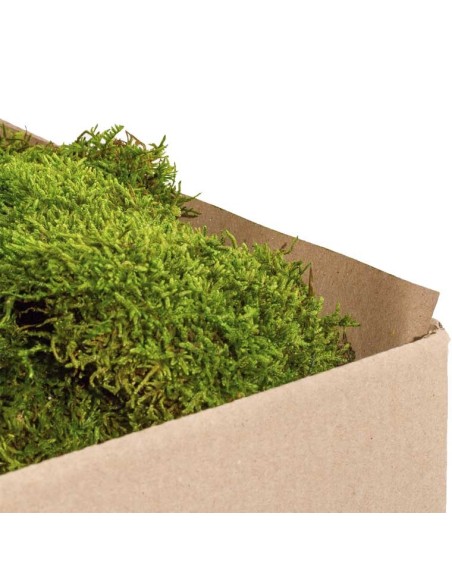 Moss Flat Green Bulk 2.5KG Musgo Natural para Jardinería Decoración Terrarios