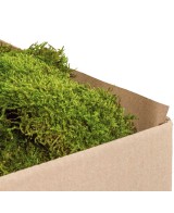 Moss Flat Green Bulk 2.5KG Musgo Natural para Jardinería Decoración Terrarios