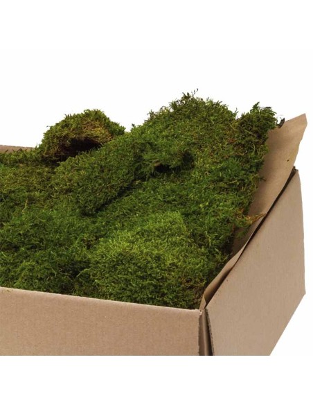 Moss Flat Green Bulk 2.5KG Musgo Natural para Jardinería Decoración Terrarios