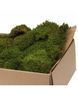 Moss Flat Green Bulk 2.5KG Musgo Natural para Jardinería Decoración Terrarios