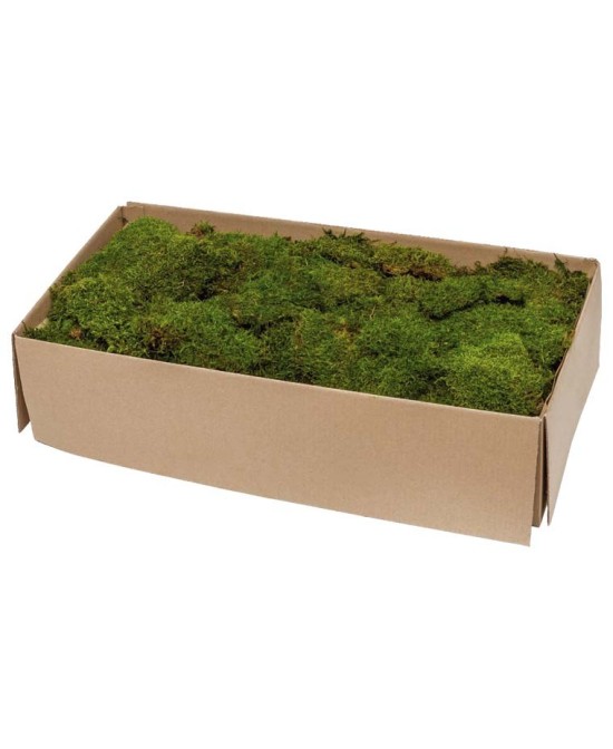 Moss Flat Green Bulk 2.5KG Musgo Natural para Jardinería Decoración Terrarios