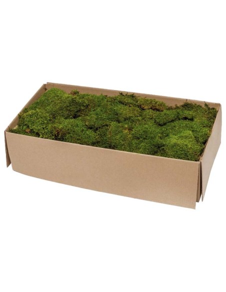Moss Flat Green Bulk 2.5KG Musgo Natural para Jardinería Decoración Terrarios