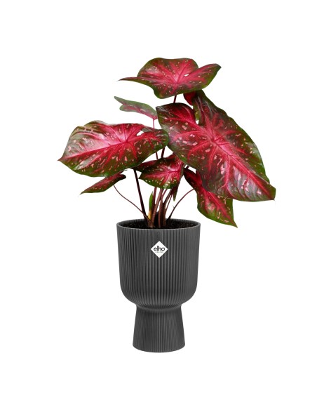 Maceta moderna 14 cm color antracita | Interior y exterior | Endanea Garden