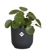 Maceta redonda 16 cm antracita | Interior y exterior | Endanea Garden