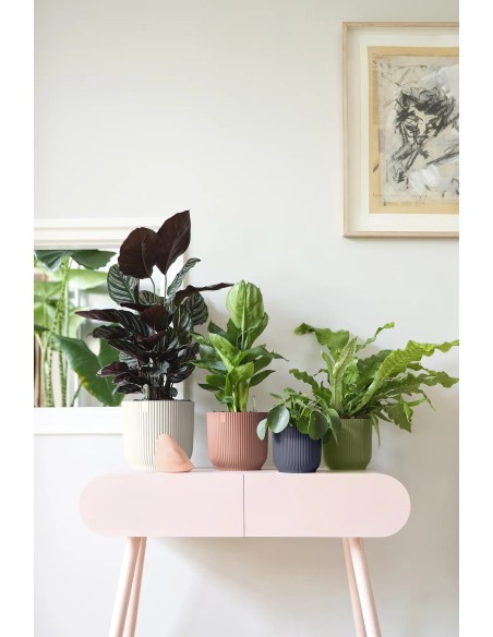 Maceta redonda 16 cm antracita | Interior y exterior | Endanea Garden